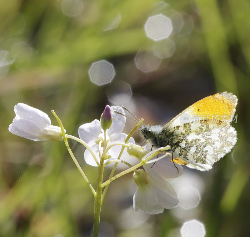 桔梗蝶(carcharis cardamines)雄性